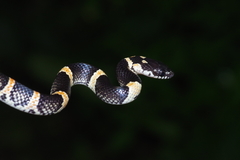 Lycodon semicarinatus