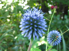 Echinops setifer