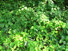Hydrangea serrata