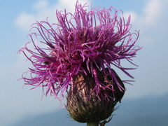 Serratula coronata insularis