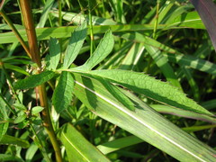 Serratula coronata insularis