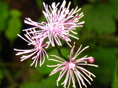 Thalictrum actaeifolium