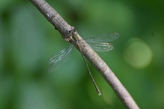 Chalcolestes viridis