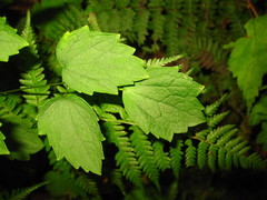 Thalictrum actaeifolium