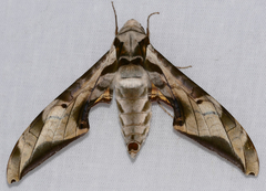 Protambulyx eurycles