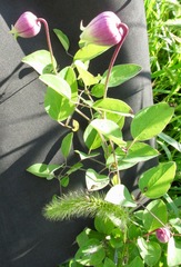 Clematis versicolor