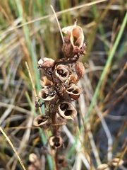 Pedicularis palustris