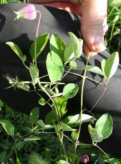 Clematis versicolor