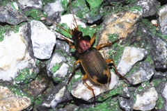 Chlaenius virgulifer
