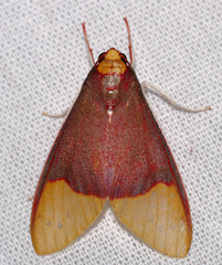 Evius albicoxae