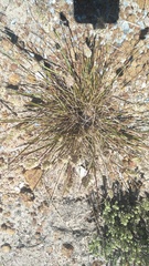 Tribolium echinatum