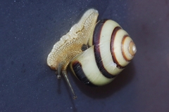 Satsuma