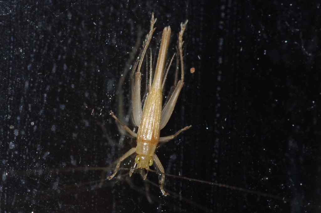 Natula pallidula