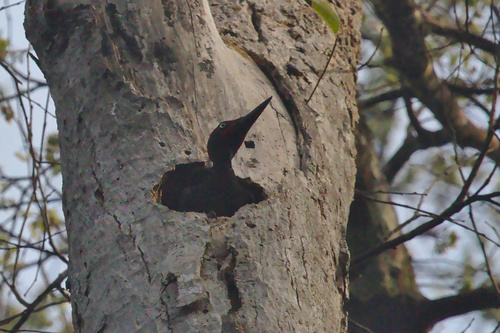 Dryocopus javensis