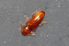 Languriinae