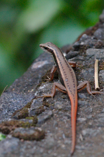 Sphenomorphus dussumieri