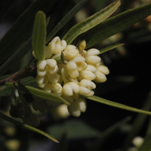 Notelaea linearis Benth.