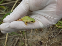 Hyla plicata