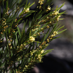 Notelaea linearis