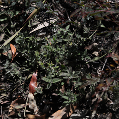 Opercularia hispida