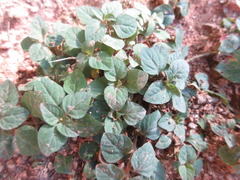 Lysimachia japonica