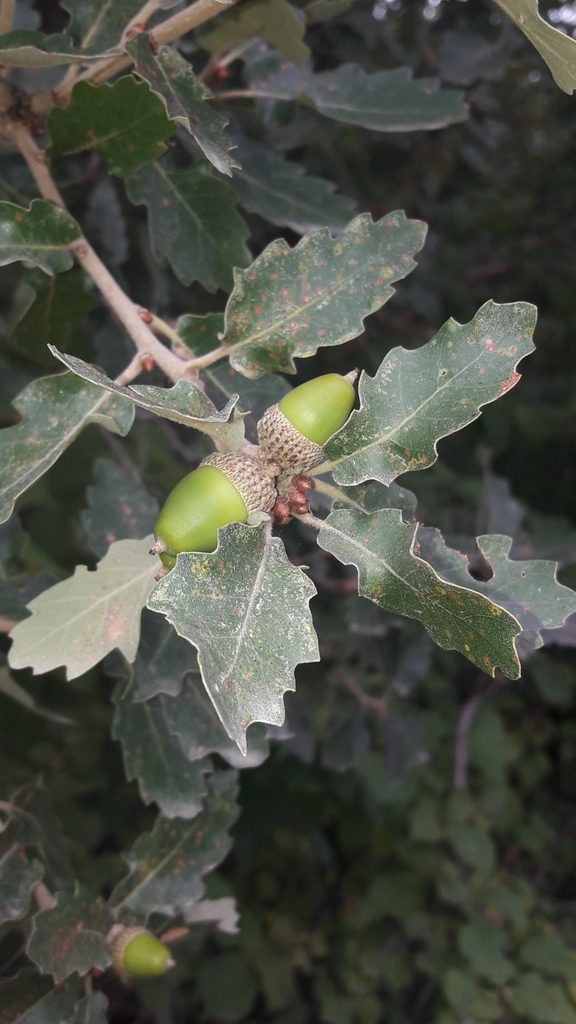 Quercus × subpyrenaica