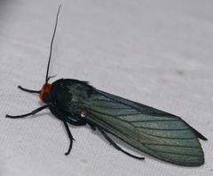 Machaeraptenus crocopera