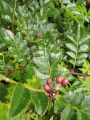 Zanthoxylum nepalense