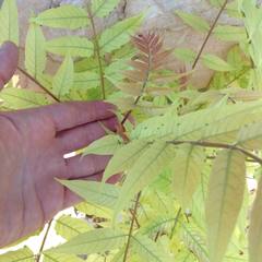 Ailanthus altissima