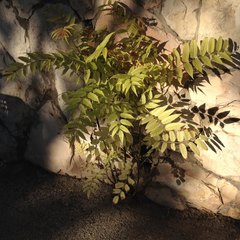 Ailanthus altissima
