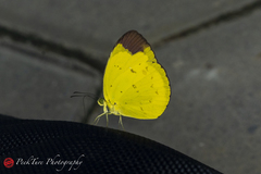 Eurema sari