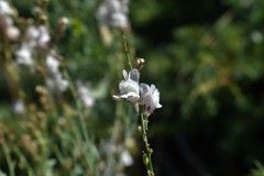 Linaria nivea