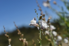 Linaria nivea