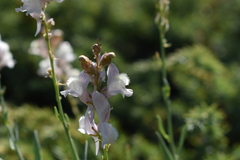 Linaria nivea