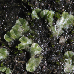 Riccia cartilaginosa