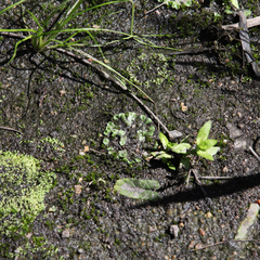 Riccia cartilaginosa