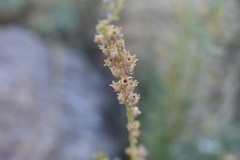 Linaria nivea