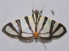 Conchylodes nolckenialis
