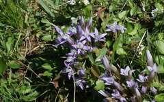 Gentianella rhaetica