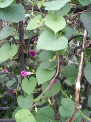 Ipomoea purpurea