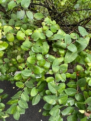 Lonicera tatarica
