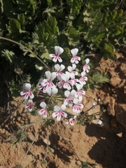 Pelargonium pulchellum