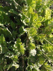 Pelargonium pulchellum