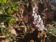 Pelargonium pulchellum