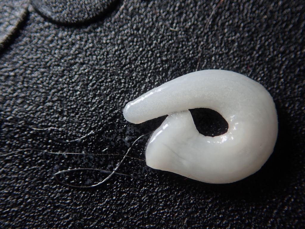 Cyclophyllidea