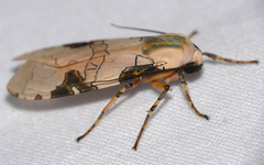 Halysidota interlineata