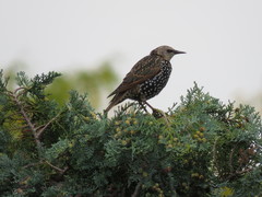 Sturnus vulgaris