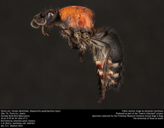 Dasymutilla quadriguttata