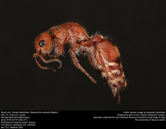 Dasymutilla scaevola