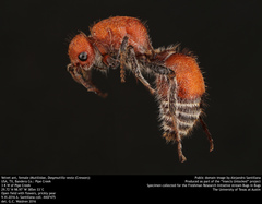 Dasymutilla ursus